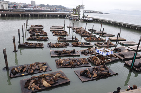Pier 39 and the seals - 2009